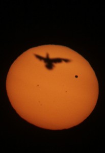 bird_flying_up_from_sunspots_venus_transit_point_pelee_peter_mcmahon